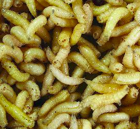 maggots.png maggots.png