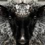 carnivoroussheep.jpg
