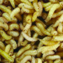 maggots.png